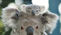 Billabong Koala and Wildlife Park - Accommodation Sydney